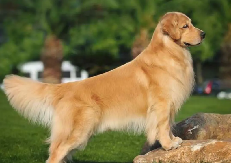 金毛犬萌宠检疫合格一个也发货可看货价格可商量