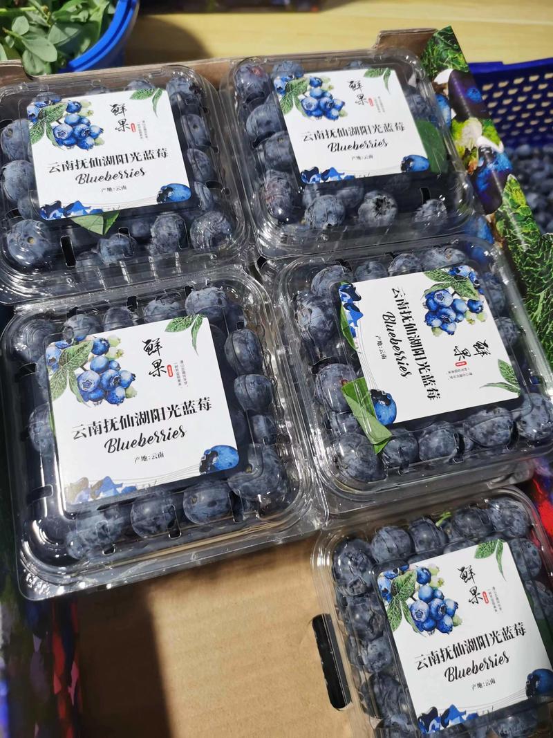 云南L25优瑞卡F6高山蓝莓鲜果一件代发商超批量