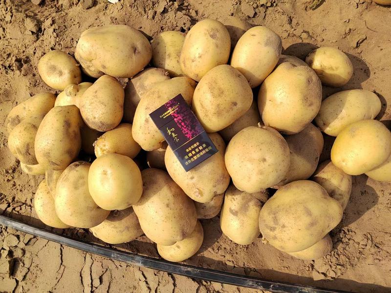 土豆大量上市，规格可选，量大从优，欢迎电话订购