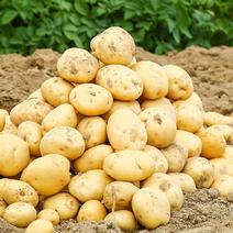 土豆大量上市，规格可选，量大从优，欢迎订购