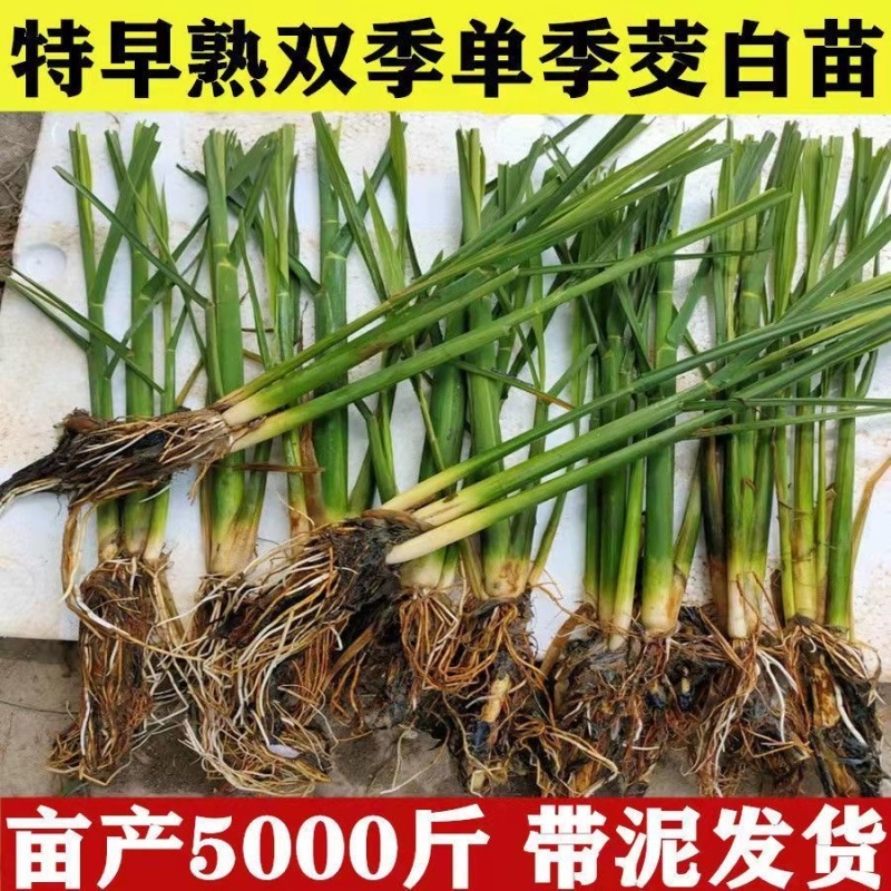 茭白苗浙茭6号，7号龙茭2号美人茭品种齐全，量大从优