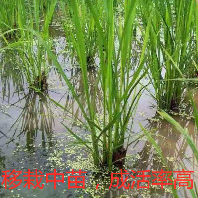 茭白苗浙茭6号，7号龙茭2号美人茭品种齐全，量大从优