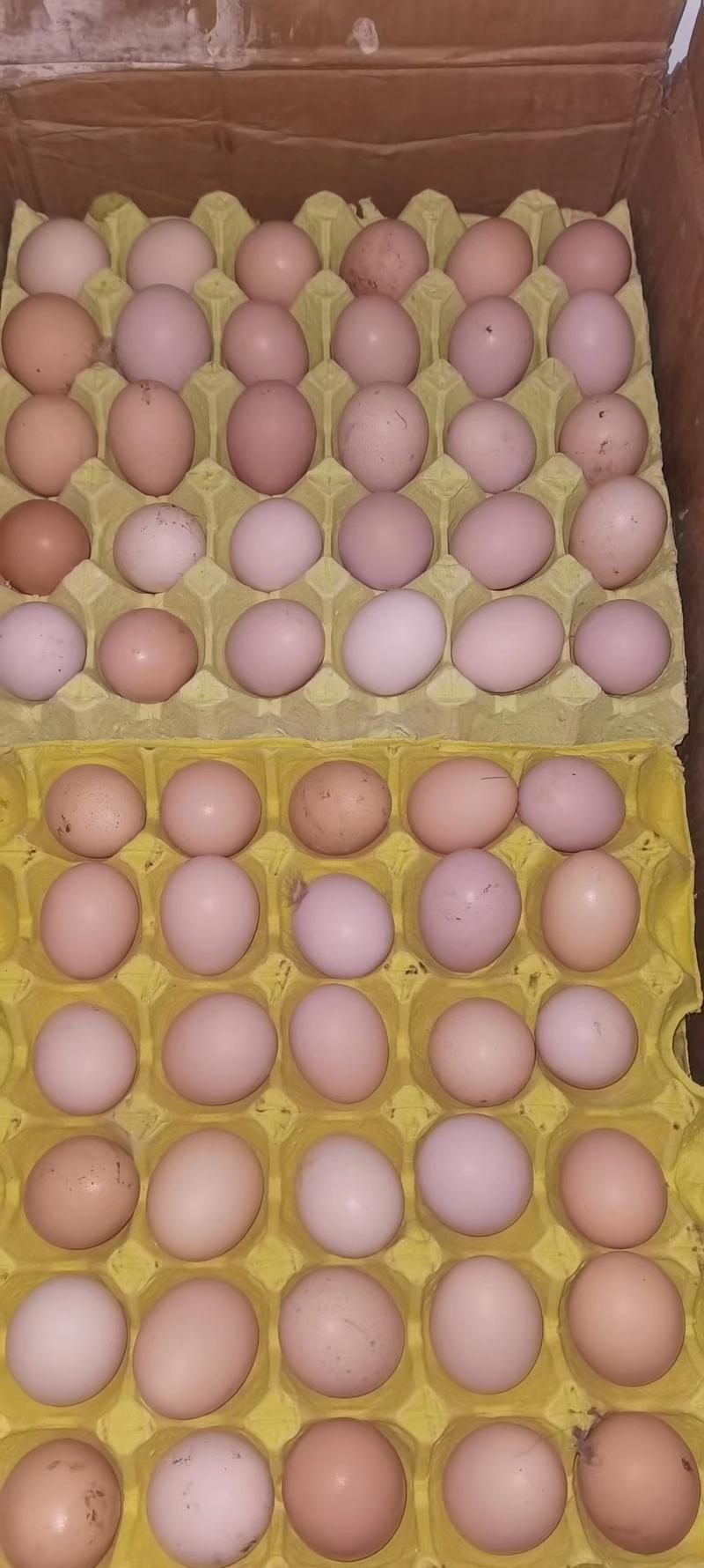 皖南原生态黄散养土鸡蛋个大，.营养价值高，推荐，