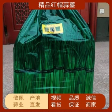 邳州精品蒜苔精细加工品质好！产地直发，可视频看货