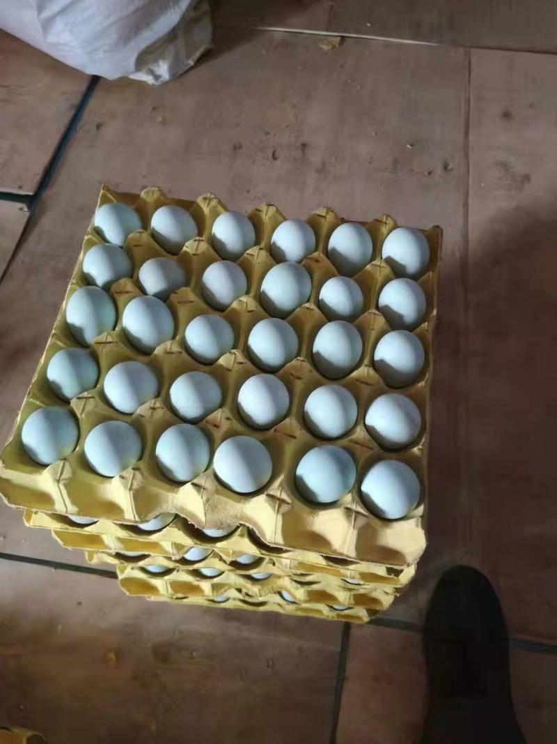 黑羽高产绿壳种蛋，每只鸡年产绿壳蛋265枚，一万枚起发