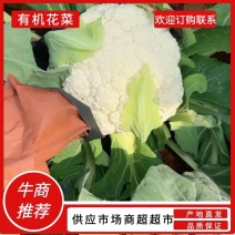 新野县精品有机花菜，大量上市，可供商超电商，需要