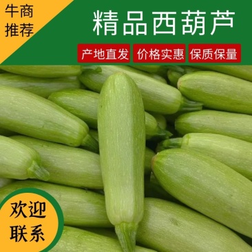 新野县精品西葫芦，大量上市中，可供商超和电商