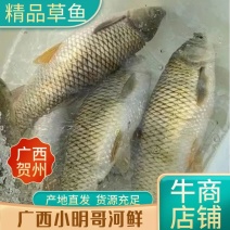 急流草鱼，金草鱼，广西一手货源，量大从优，欢迎采购