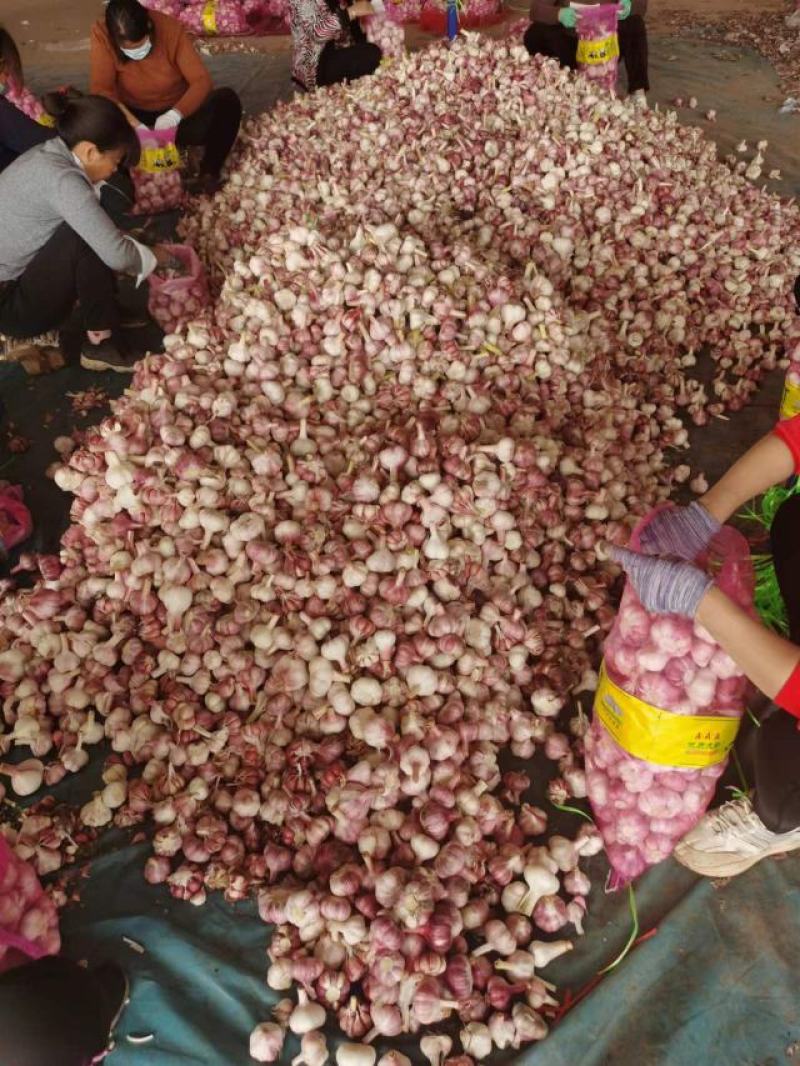 【鲜蒜】万亩规模大蒜原产地发货一手货源保证质量欢迎来电咨询