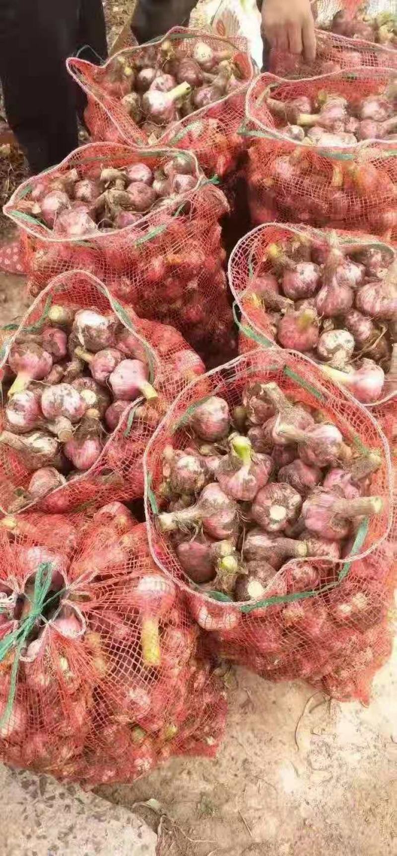 【鲜蒜】万亩规模大蒜原产地发货一手货源保证质量欢迎来电咨询