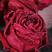 云南墨红玫瑰花茶重瓣玫瑰冻干、烤干墨红玫瑰