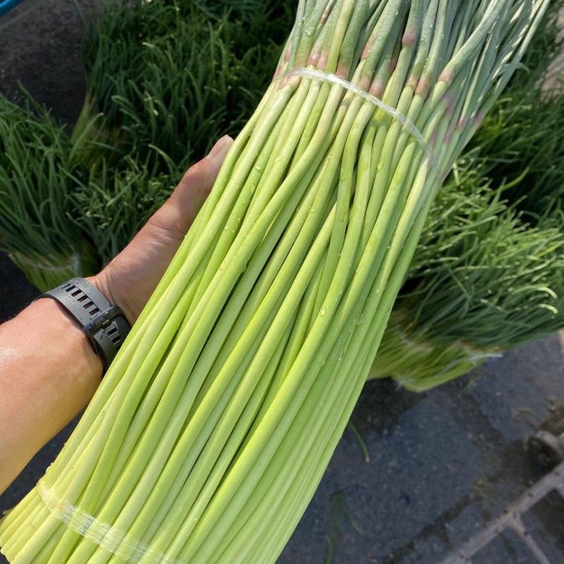 【精品蒜薹】货源充足原产地发货现摘现发保证新鲜对接全国