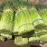 【精品蒜薹】货源充足原产地发货现摘现发保证新鲜对接全国