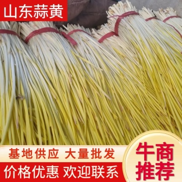 【牛商推荐】精品蒜黄，山东蒜黄，价格优惠，对接大型批发商