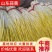 【牛商推荐】精品蒜黄，山东蒜黄，价格优惠，对接大型批发商