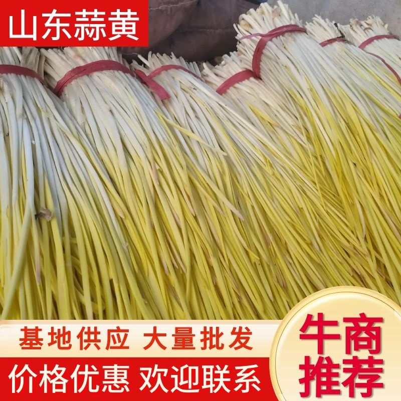 【牛商推荐】精品蒜黄，山东蒜黄，价格优惠，对接大型批发商