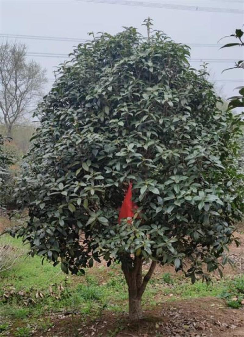 金桂树规格齐全，2-5米冠幅