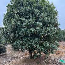 金桂树规格齐全，2-5米冠幅