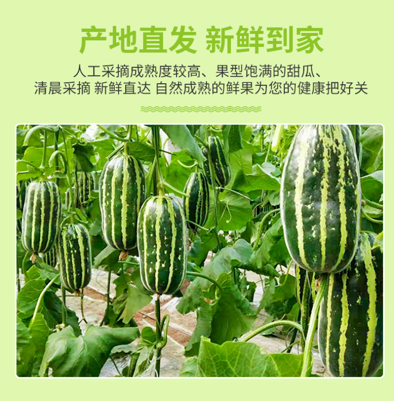 山东博洋9号羊角蜜代发3斤新鲜应季水果头茬甜瓜