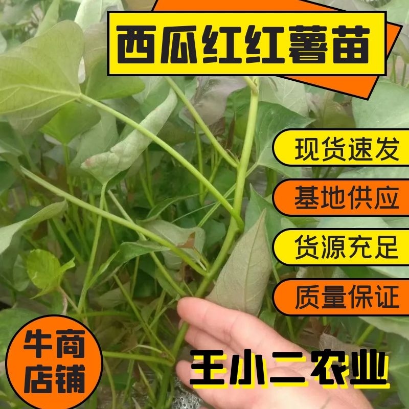 脱毒西瓜红商19哈密榴莲蜜薯各品种薯苗基地供货