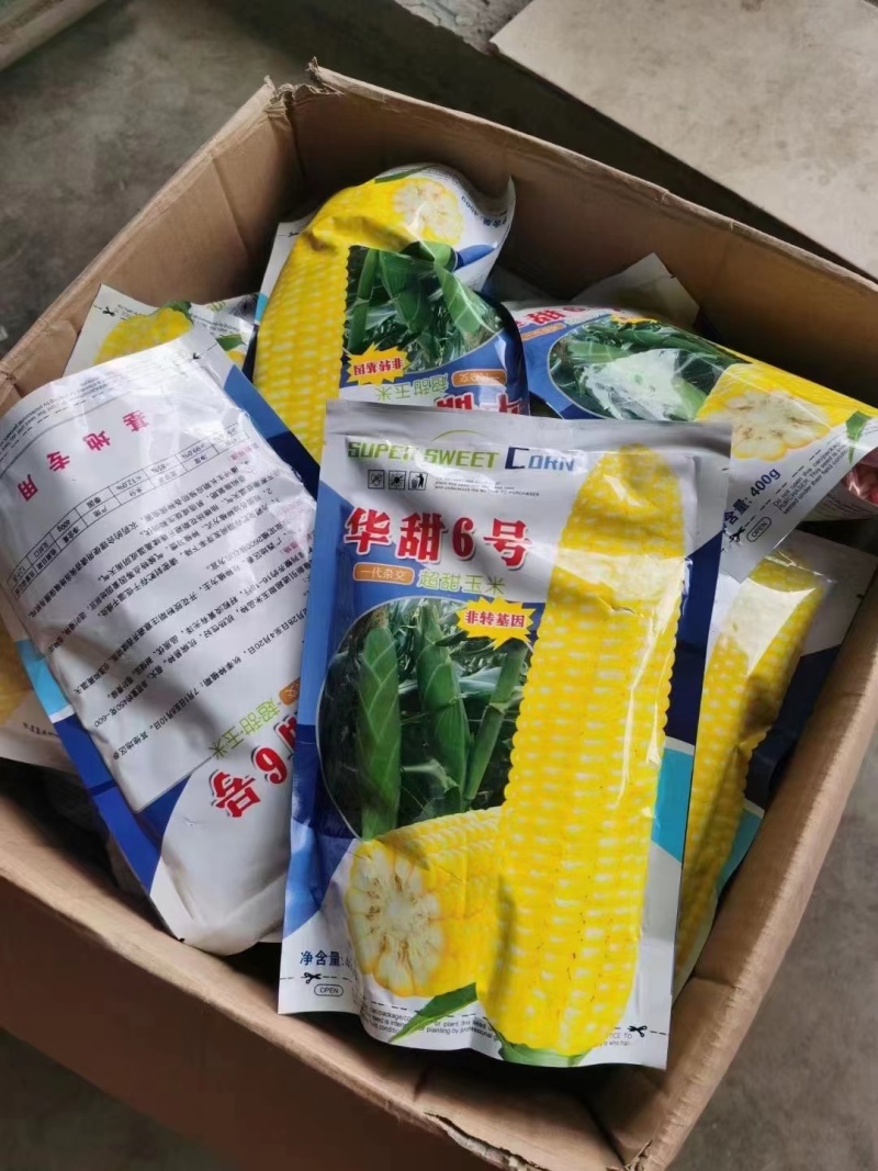 精品玉米种子基地直供一手货源品质保证诚信经营欢迎采购