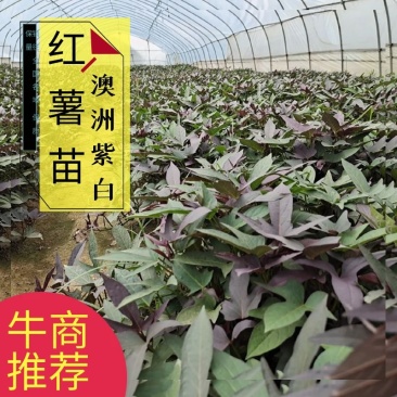 澳洲紫白红薯苗，哈密红薯苗，浙薯13.胜利百号红薯苗，