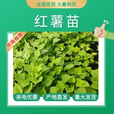 农科院，脱毒一点红红薯苗，冰淇淋红薯苗，大量供应基地直供