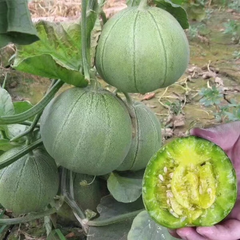 山东绿宝甜瓜代发3斤新鲜脆甜头茬孕妇水果甜瓜