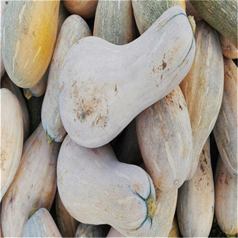合农汕蜜南瓜种子蜜本南瓜种子288大果型厚肉高产大南瓜种