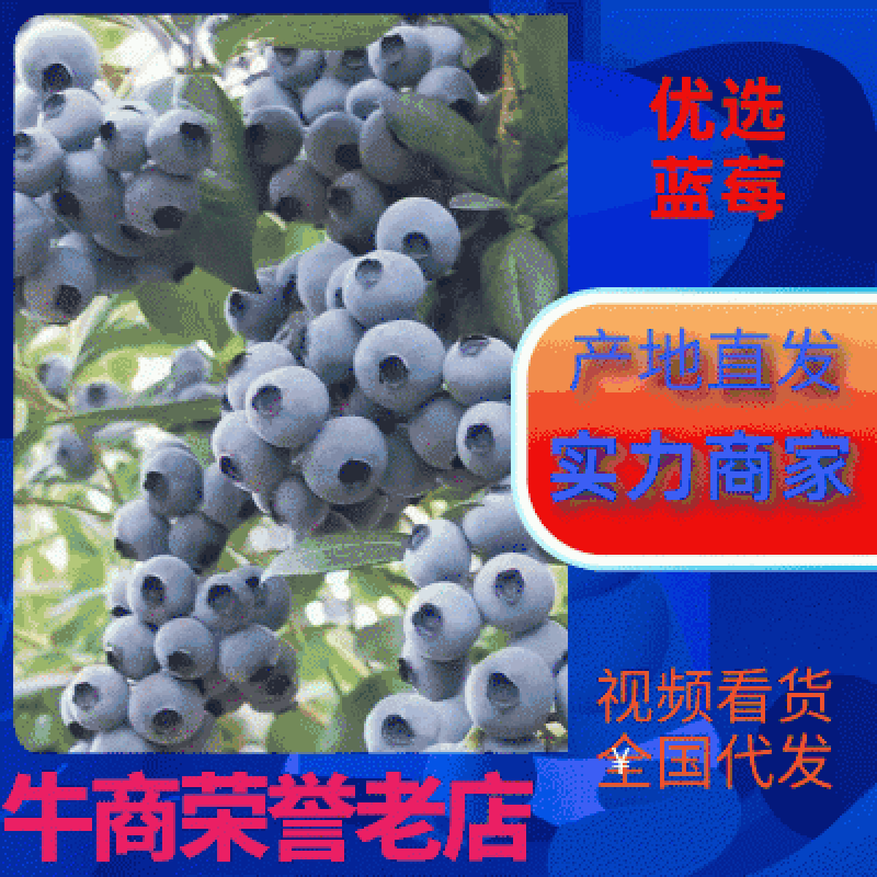 【热卖】优瑞卡H5.云雀L25公爵蓝莓商超品质基地直发