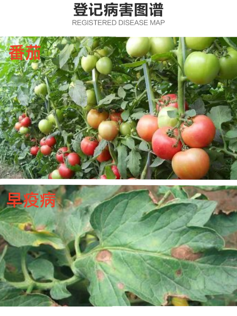 印地菲尔慧生80%代森锰锌蔬菜番茄早疫病农用杀菌剂1千克