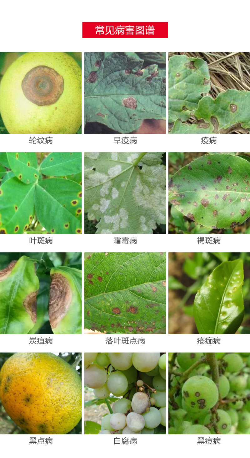 印地菲尔慧生80%代森锰锌蔬菜番茄早疫病农用杀菌剂1千克