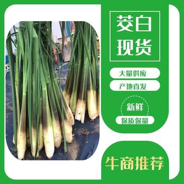 【精品】广东双季茭白产地供应当天采摘现摘现发质量保证