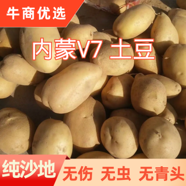 内蒙V7土豆，品种居多，欢迎各位老板下单