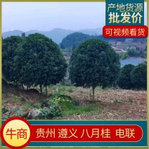 八月桂绿化桂花，基地直供规格齐全，量大从优，欢迎电联采购