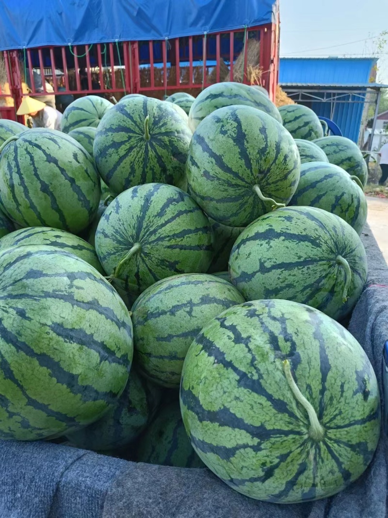 精品山东聊城甜王西瓜保熟保甜货源稳定欢迎咨询