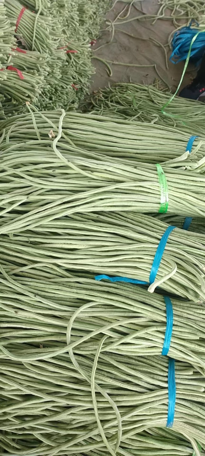 优质豆角品质保证豆条均匀对接电商市场商超等各类