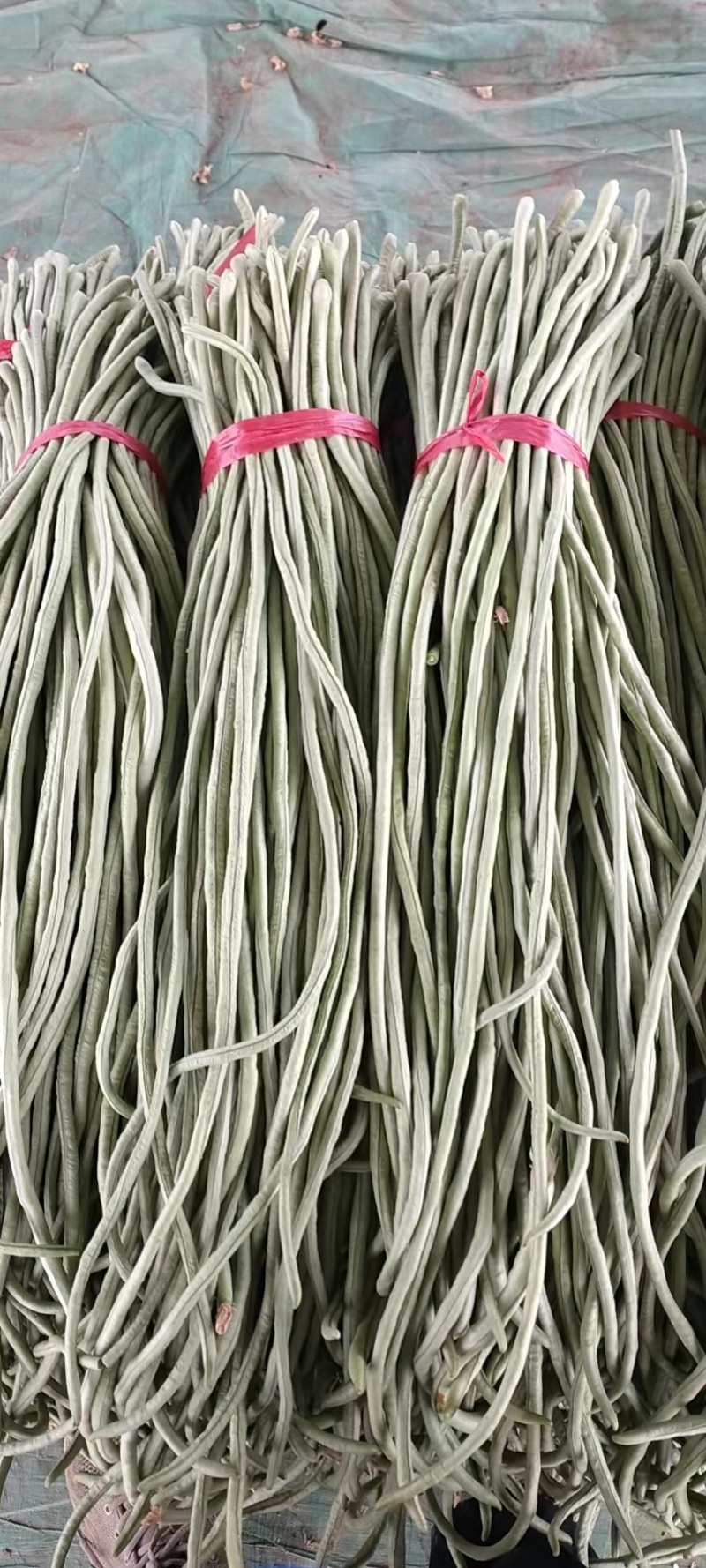 优质豆角品质保证豆条均匀对接电商市场商超等各类