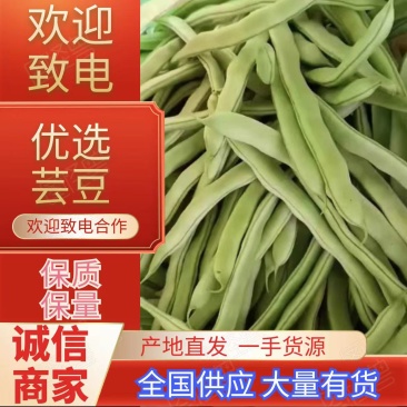 优质大棚***无公白花芸豆己大量上市，欢迎新老客户采购
