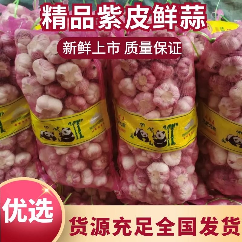 中牟紫皮大蒜大量上市，把蒜，蒜头，干蒜，品质保证