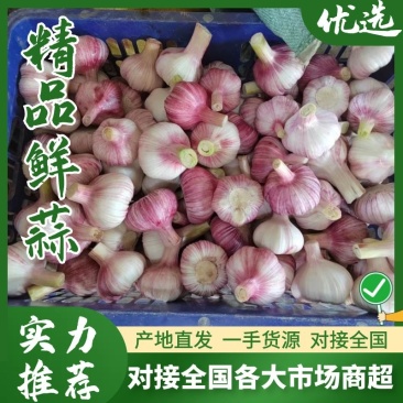 〖中牟大蒜〗鲜蒜把子蒜货源充足价格优惠现出现发全国走货