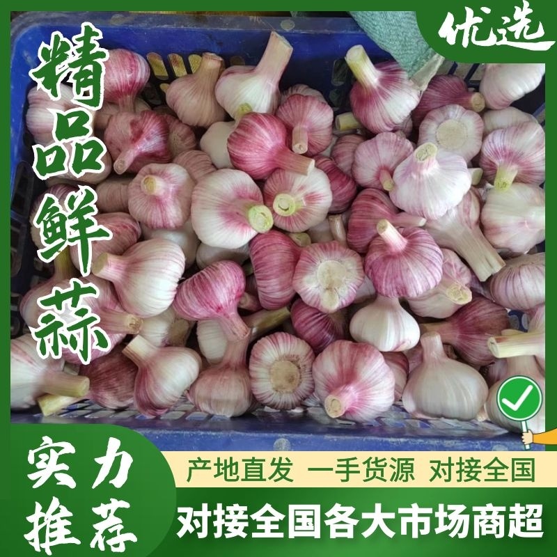 〖中牟大蒜〗鲜蒜把子蒜货源充足价格优惠现出现发全国走货