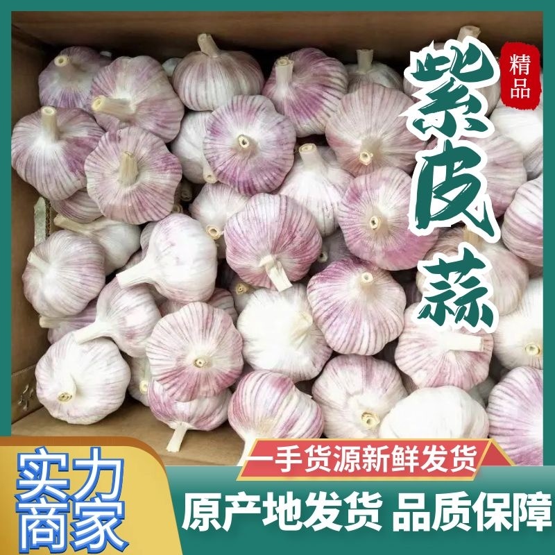 【鲜蒜】万亩规模大蒜原产地发货一手货源保证质量欢迎来电咨询