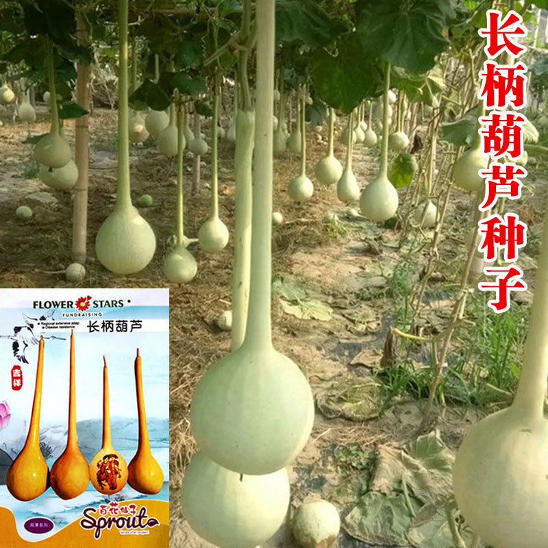 长柄葫芦种子大酒仙葫芦种子菜葫芦葫芦天鹅葫芦特长大葫芦