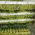 江苏徐州白帽蒜苔量大从优常见对接各大批发市场欢迎联系