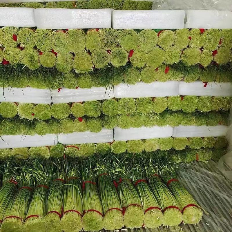 江苏徐州白帽蒜苔量大从优常见对接各大批发市场欢迎联系