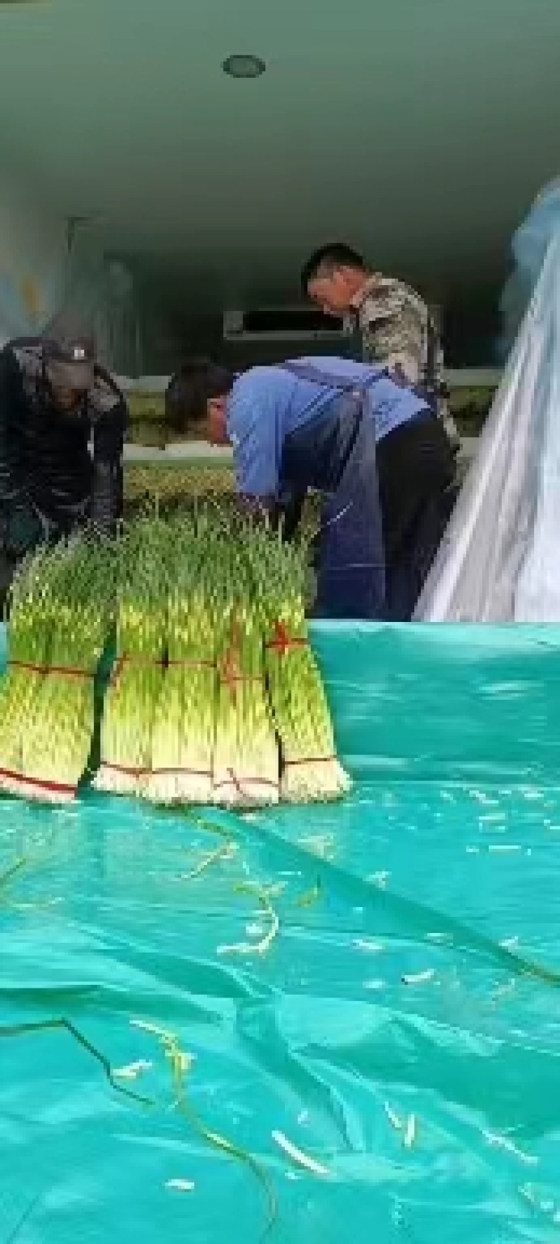徐州丰县白帽蒜苔量大从优常年对接各大批发市场欢迎联系