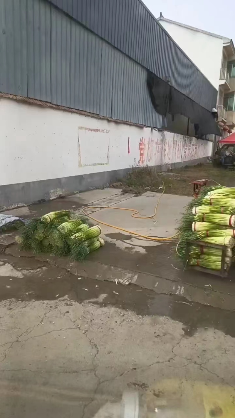 徐州丰县白帽蒜苔量大从优常年对接各大批发市场欢迎联系