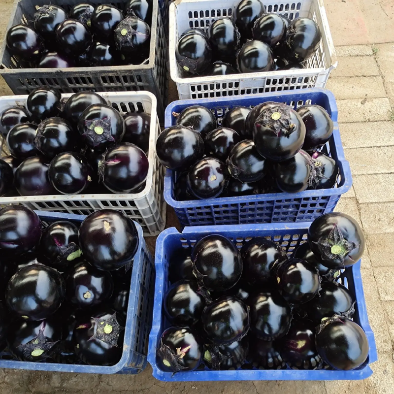 精品圆茄现摘现发质量保证优质货源诚信经营