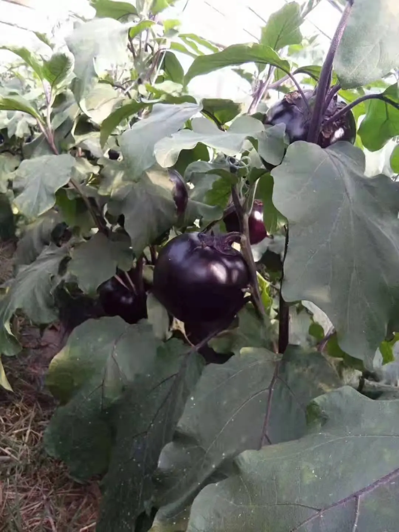 精品圆茄现摘现发质量保证优质货源诚信经营
